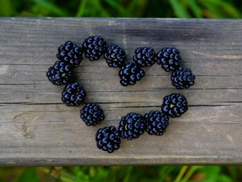 Newsbeitrag - Veganische Ernährung schützt die Umwelt